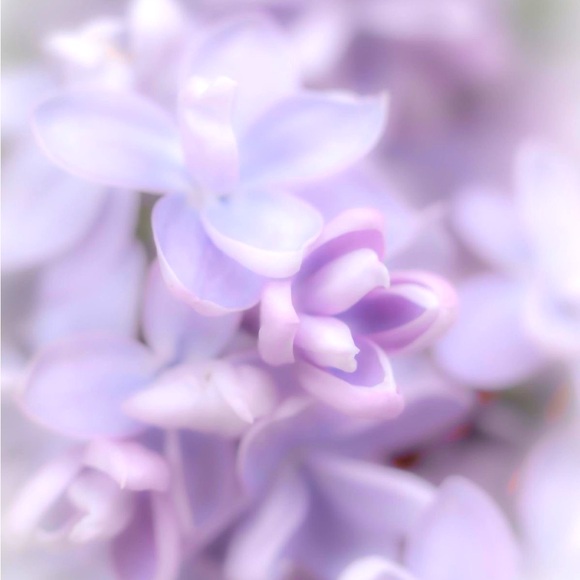 Meet your Posher, Melissa - Picture 1 of 1